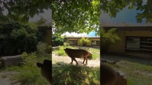 Тапир в зоопарке Зальцбурга