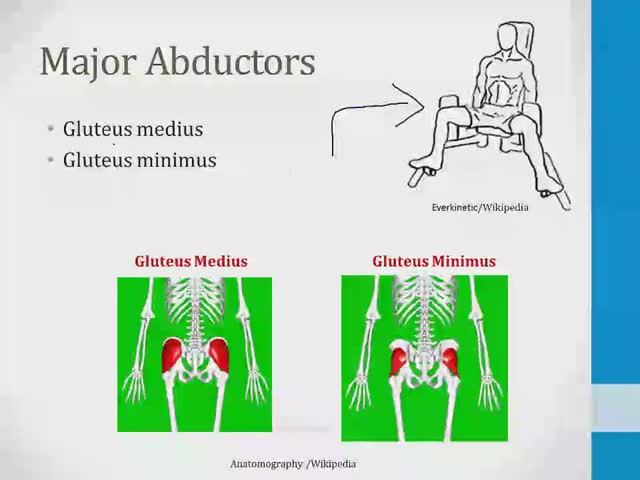 Опорно-двигательный аппарат USMLE - 1. Анатомия и ортопедия - 8.Тазобедренный сустав