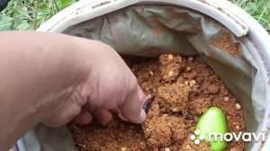 Большой опарыш