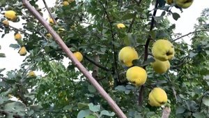 ЖИЗНЬ в ГЛУХОЙ ДЕРЕВНЕ. БЕЛАРУСЬ . АЙВА КРУПНОПЛОДНАЯ кто готовит на кухне .ПОЛЕЗНЫЙ ПЛОД
