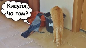 Ворона Капля освоилась и наводит свои порядки