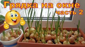 Грядка на окне, прошло 4 дня.