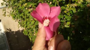 Hibiscus syriacus - Korea national flower has edible fruits