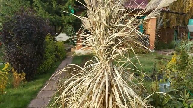 На даче встретил снеговичок. Побелка деревьев. Делаю снопы из мискантуса. смотреть онлайн