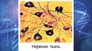 Биология 7 кл Пасечник $37 Ткани, органы и системы органов многоклеточных животных