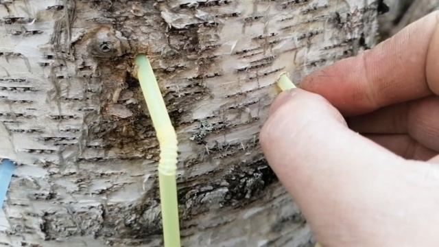 берёзовый сок собираем коктельными трубочками. смотреть онлайн