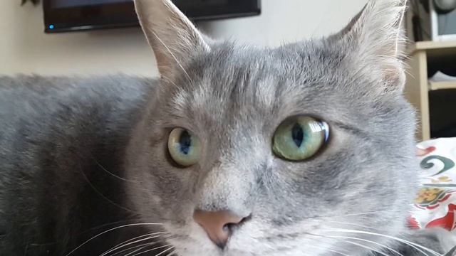 Кот сужает и расширяет зрачки смотреть онлайн