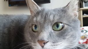 Кот сужает и расширяет зрачки