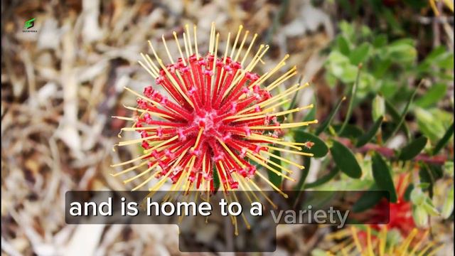South Africa's Unique Flora From King Protea to Baobab Trees SATAFRIKA смотреть онлайн