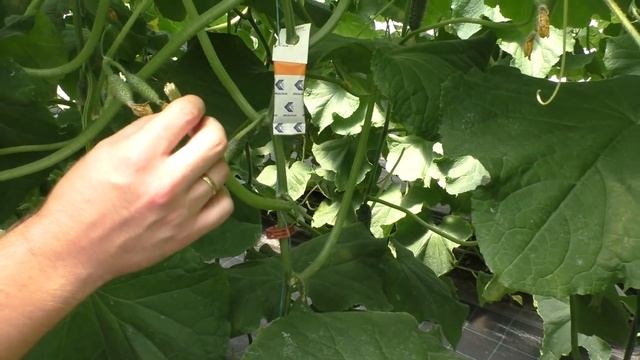 Формировка огурцов- реально полезное видео с "фишками" от агронома. смотреть онлайн