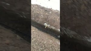 Копка траншеи барой, под кабель. МТЗ 92П с