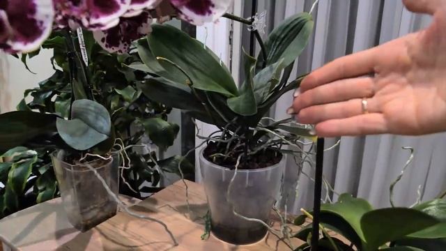 ОХАПКА цветов. Не знаю, как ВЫДЕРЖИВАЕТ их цветонос. / Чёрная орхидея. смотреть онлайн