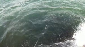 Ловим саргана на пилькера.