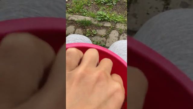 Жади любит Клубнику 🍓 || Алабай кушает ягоды смотреть онлайн