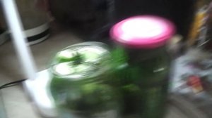 Вкусные маринованные огурцы "Пражские"