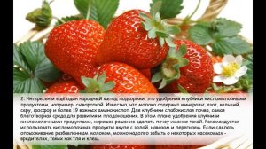 Удобрения для клубники. 4 лучших удобрения для клубники.