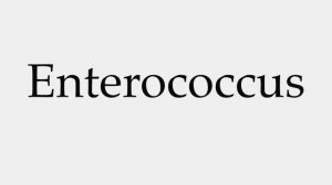 How to Pronounce Enterococcus