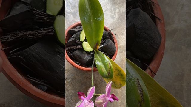 Cucumbers help orchid leaves stay green all year round