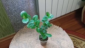 Карисса - комнатные цветы выращивание