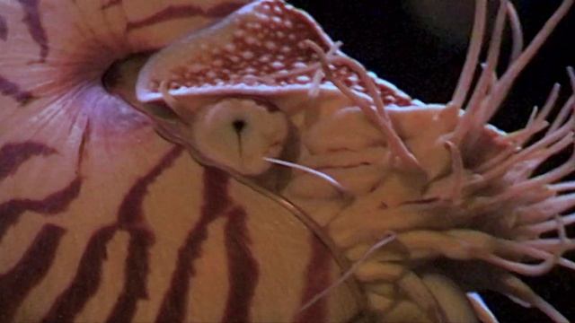 Nautilus with sharp beak and curious tentacles смотреть онлайн