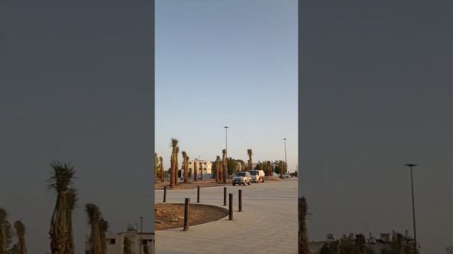 Пальмы Медины возле мечети Куба / Madina palm trees near the Cuba Mosque