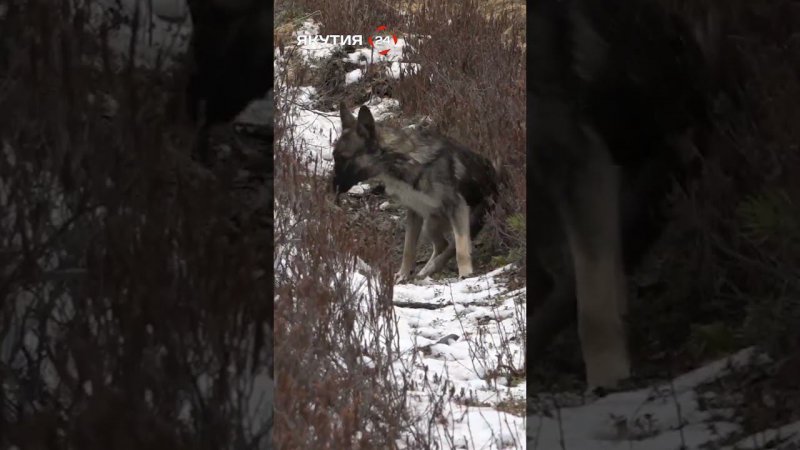 Собаки нашли место, где помочился сохатый/The dogs found the place where the elk urinated