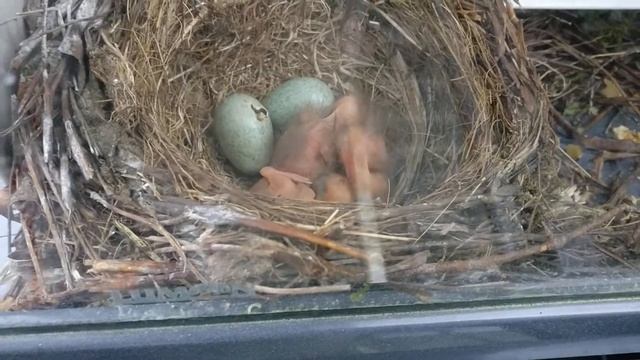 Чёрный ДРОЗД!!! 9 июня 2020г. 9:00(4) смотреть онлайн