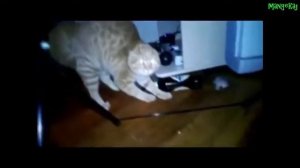 Коты в которых вселился демон