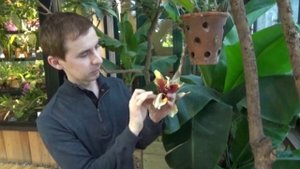 Стангопея тигровая, или Орхидея-бык, расцвела в «Аптекарском огороде»