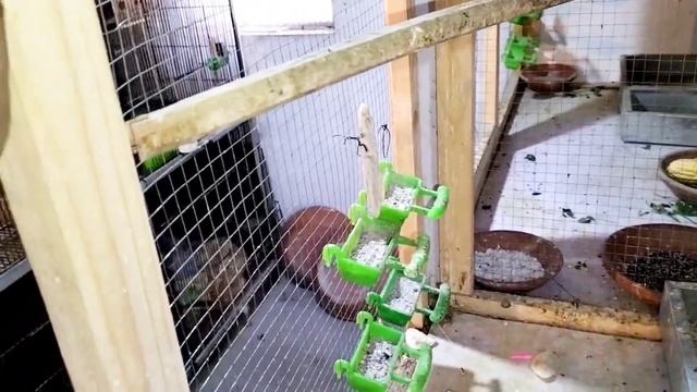 JAVA Sparrow || What Java Birds has to Feed...#fawnjava #whitejava #java смотреть онлайн