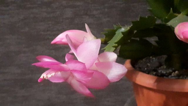 шлюмбергера ROSA BRAZIL