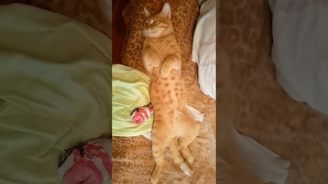 рыжий подьем