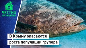 В Крыму опасаются роста популяции групера