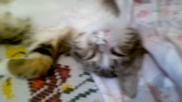 Котенок спит, но все равно кушает сметанку) смотреть онлайн