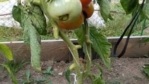 ? Томат Микадо розовый