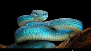 Как шипит змея. Звук кобры. | Snake sound, Cobra sound, Voice cobra, Voice snake