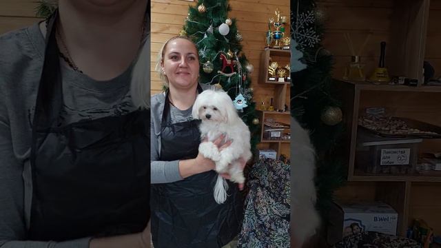 мама наших мальтипу Анджела питомник Кастропуло Крым смотреть онлайн