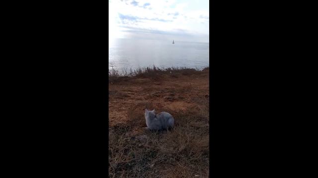Кот & море /  cat & sea