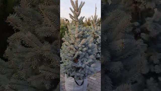 Ель колючая «Хупси» («Hoopsii»)