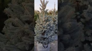 Ель колючая «Хупси» («Hoopsii»)