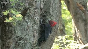 Королевский дятел - Магелланов дятел