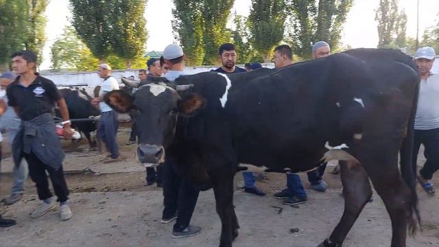 Tergachi mol bozori sigirlar va ģunajinlar narhlari bilan tanishing 16.06.2023yil