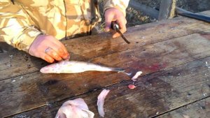 Разделка берша на филе. Два способа.