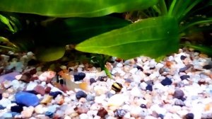 Аквариумные улитки. Польза или вред? Мифы и содержание