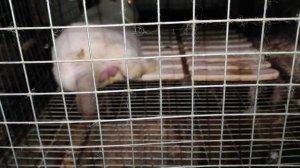 Яйца кролика