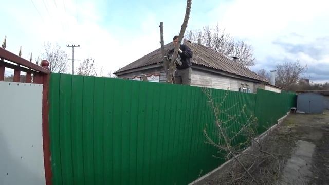 Ох уж эти вертолетики. Спил дерева. Профессионально