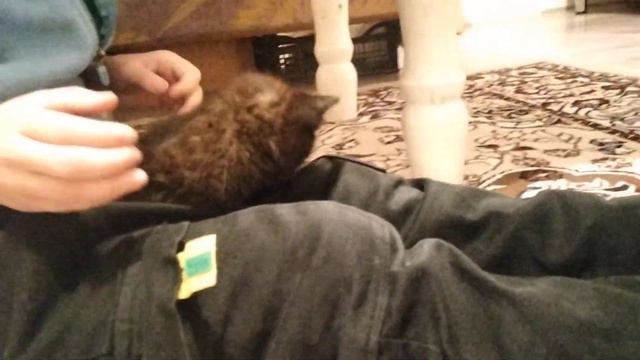 2 часть кот имя Миша или Мишок смотреть онлайн