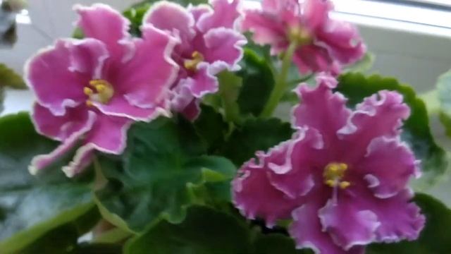 Фиалки./ Необычные сорта. Сорт и спорт. смотреть онлайн