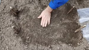 Как укоренить хризантему из букета в открытом грунте Легкий способ