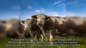 Методы диагностики, лечения и профилактики гиподерматоза